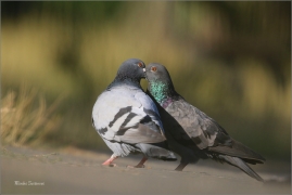 <p>HOLUB DOMÁCÍ (Columba livia f. domestica) /Domestic pigeon - Stadttaube/</p>